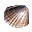 Scoică_Image