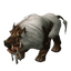 **Scrofa**
